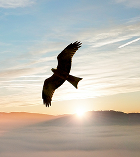 红足1世新2登录